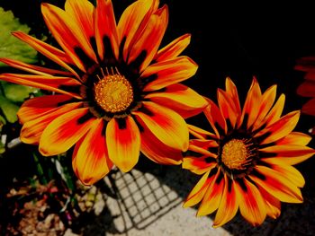 Close-up of red flower