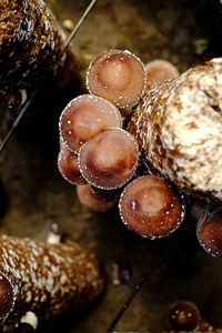 Close-up of crab