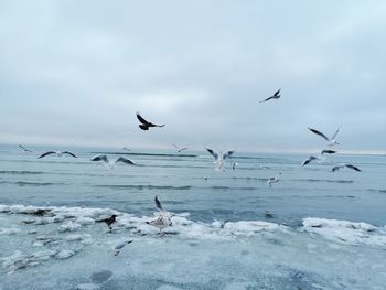 Seagulls flying over sea against sky