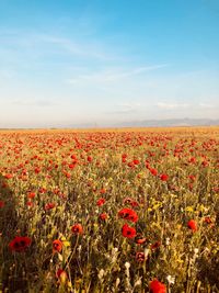 Scenic view of flowering plants on land against sky