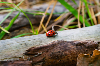 Close-up of ladybug on plant