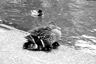 High angle view of mallard ducks swimming on lake