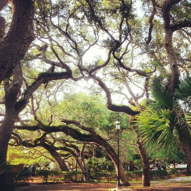 tree, tree trunk, branch, growth, tranquility, nature, beauty in nature, palm tree, tranquil scene, green color, park - man made space, sunlight, day, scenics, shadow, low angle view, outdoors, no people, sky, growing