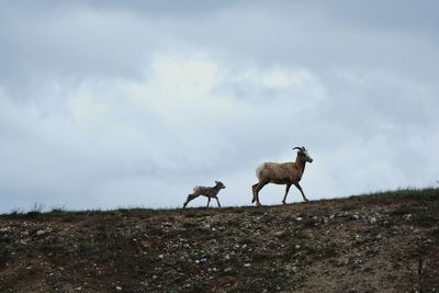 Low angle view of goats on field against sky