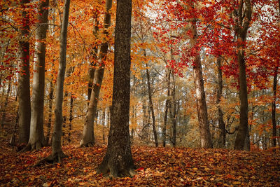 Trees in forest during autumn