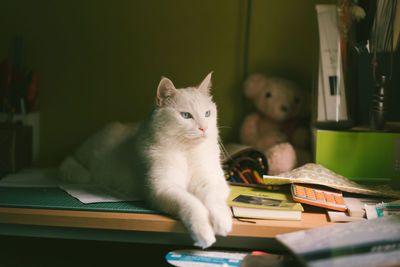 Cat sitting on table at home