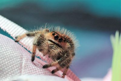 Close-up of spider