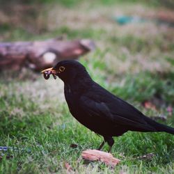 Close-up of bird perching on grass