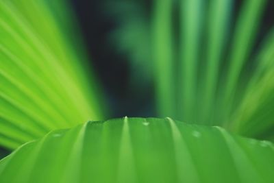 Full frame shot of palm leaf