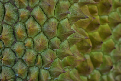 Full frame shot of plant