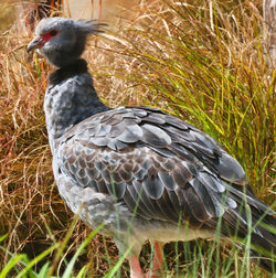 Close-up of bird on field