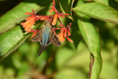 Close-up of insect on leaf