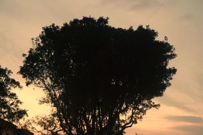 Low angle view of trees against sky at sunset