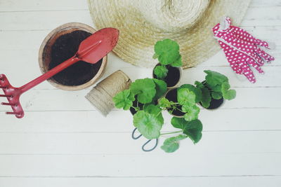 High angle view of potted plant on table