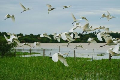 Seagulls flying over landscape