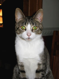 Close-up portrait of cat sitting