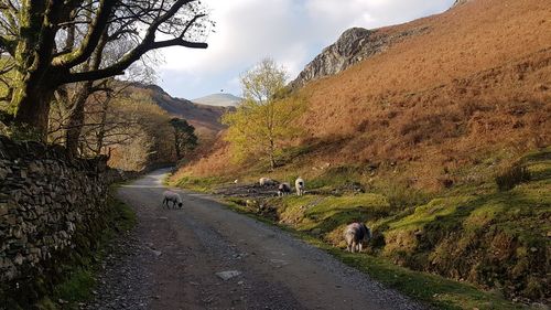 Sheep on road amidst mountains against sky