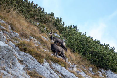 View of a horse running on a tree