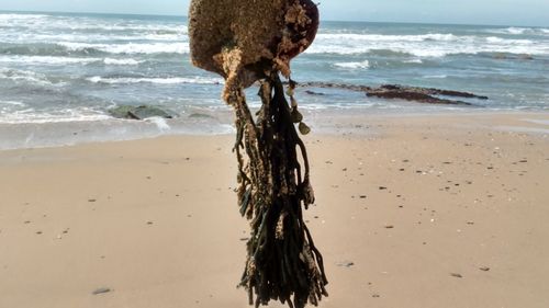 Dead tree on beach against sky