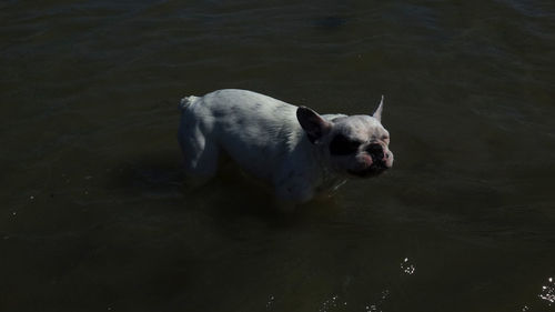 High angle view of dog swimming in lake