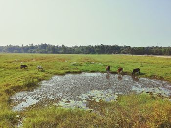 Scenic view of grassy field against clear sky