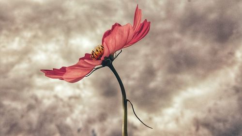 Close-up of red flower blooming against sky