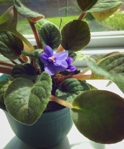 Close-up of purple flowers