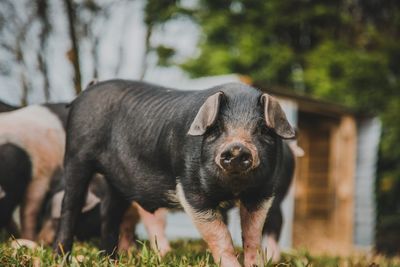 View of pig on grass outdoors