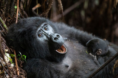 A mother gorilla holding her newborn and yawning in a forest in uganda
