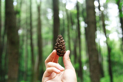 Close-up of hand holding pine cone in forest