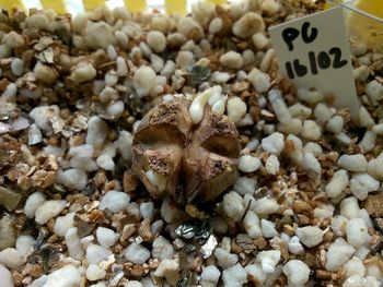 Close-up of plant bulb on field with information sign