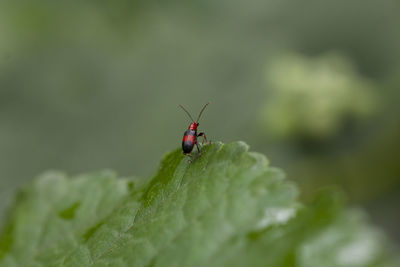 Close-up of ladybug on plant