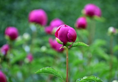 Close-up of pink flowering plant