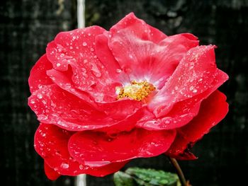 Close-up of water drops on pink flower