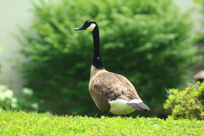 High angle view of canada goose on grass