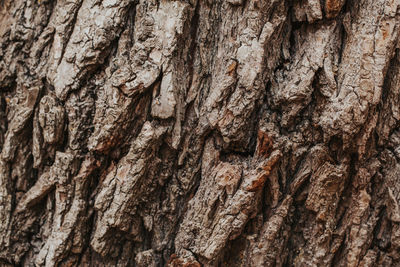 Full frame shot of tree trunk