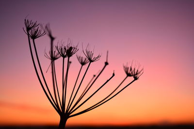 Close-up of silhouette plant against sky during sunset