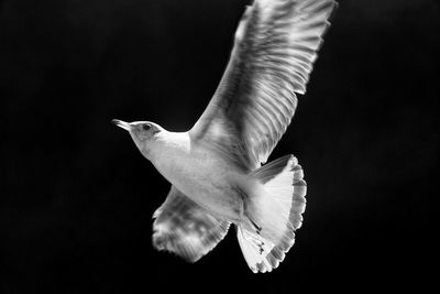 Close-up of bird over black background