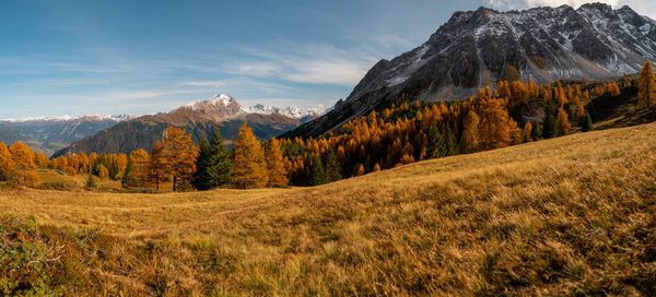 Colorful larch trees in autumn