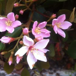 Close-up of pink flowers blooming outdoors