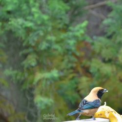 Close-up of bird perching on branch