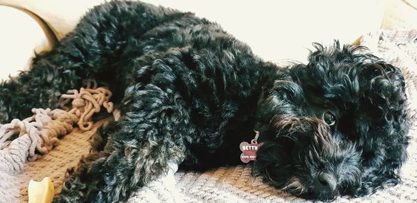 Close-up of a dog at home