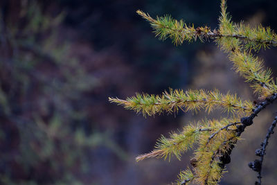 Close-up of plant on tree