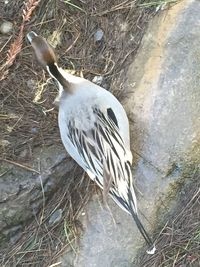 High angle view of heron