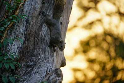 Close-up of tree trunk