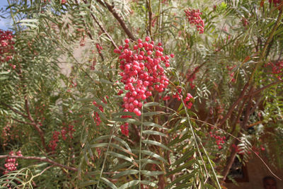 Plants growing on tree