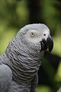 A gray parrot basking in the hot sun

