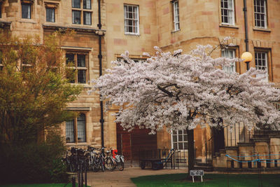 Cherry blossom tree against residential building