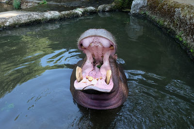 Hippos are bathing.