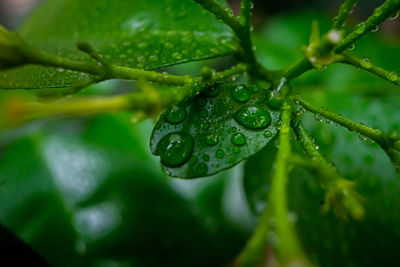 Close-up of wet plant leaves during rainy season